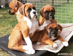 Boxer căței - imagine 3