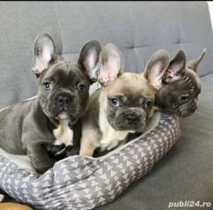 Buldog francez cățeluș - imagine 3