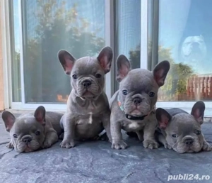 Buldog francez cățeluș - imagine 5
