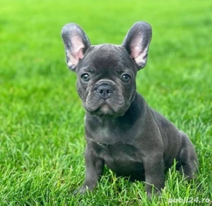 Buldog francez cățeluș - imagine 2