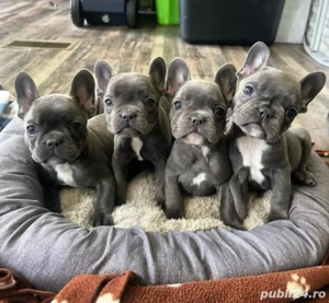 Buldog francez cățeluș