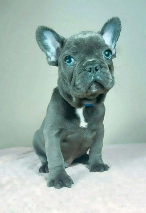    Buldog francez cățeluș - imagine 4