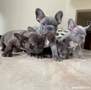    Buldog francez cățeluș - imagine 3