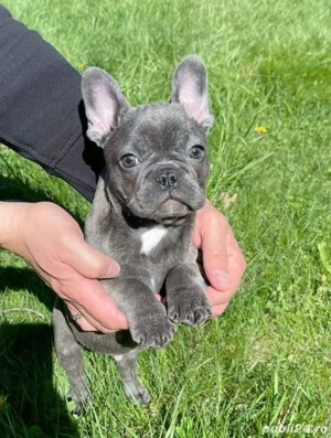    Buldog francez cățeluș - imagine 5