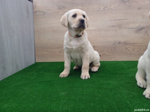 Puiuți Labrador Auriu și Negru