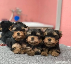 Yorkshire terrier cățeluș - imagine 3