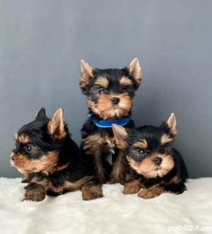 Yorkshire terrier cățeluș