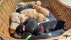 Puiuți Labrador Auriu și Negru - imagine 2