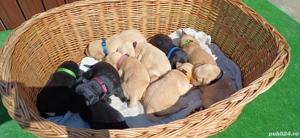 Puiuți Labrador Auriu și Negru - imagine 3