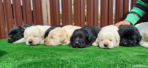 Puiuți Labrador Auriu și Negru - imagine 4