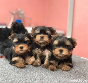 Yorkshire terrier cățeluș - imagine 4