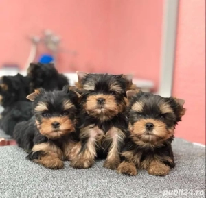 Yorkshire terrier cățeluș - imagine 2