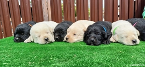 Puiuți Labrador Auriu și Negru - imagine 5