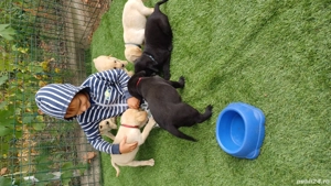 Cățeluși Labrador Auriu și Negru - imagine 3