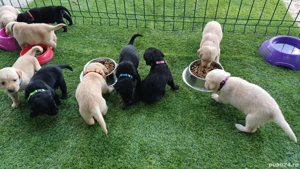 Cățeluși Labrador Auriu și Negru