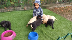 Cățeluși Labrador Auriu și Negru - imagine 5