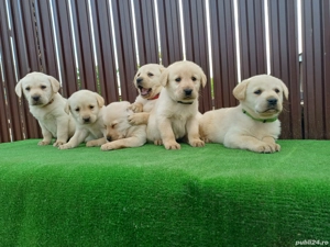 Cățeluși Labrador Auriu și Negru - imagine 2