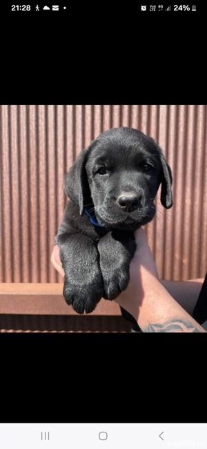 Cățeluși Labrador Auriu și Negru - imagine 2
