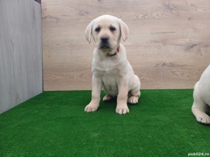Cățeluși Labrador Auriu și Negru - imagine 5