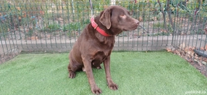 Labrador Ciocolatiu Femelă - imagine 5