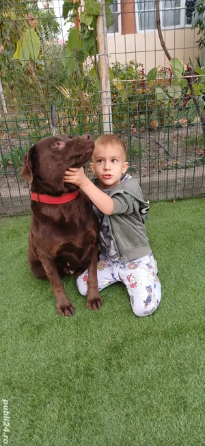 Labrador Ciocolatiu Femelă - imagine 2