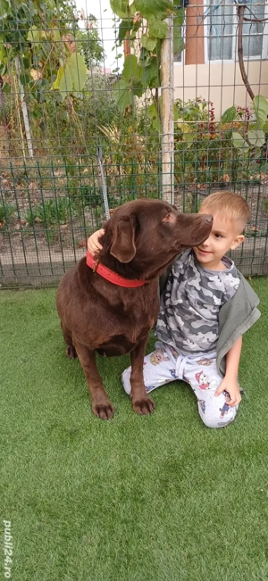 Labrador Ciocolatiu Femelă - imagine 4