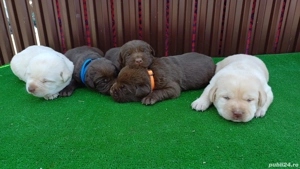 Labrador Ciocolatiu Femelă - imagine 3