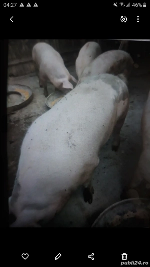 porci pentru crăciun 80....250 kg
