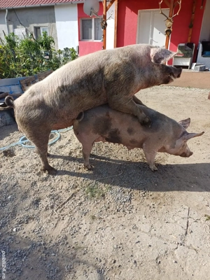 vand scroafa gestantă