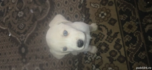 cățeii labrador deparazitati mai multe detalii în privat  - imagine 2 cățeii labrador deparazitati mai multe detalii în privat  - imagine 2