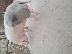 Vand scroafa la prima fătare 270kg