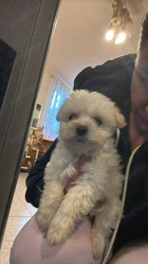 Bichon maltez 