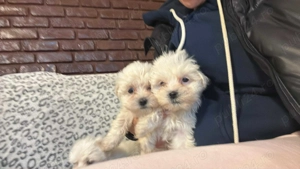 Bichon Maltez talie mică  - imagine 3 Bichon Maltez talie mică  - imagine 3