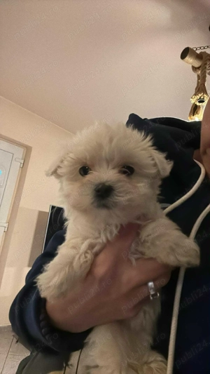 Bichon Maltez talie mică  - imagine 2 Bichon Maltez talie mică  - imagine 2