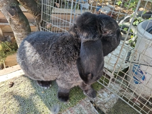 Berbec german. 2025 - imagine 2