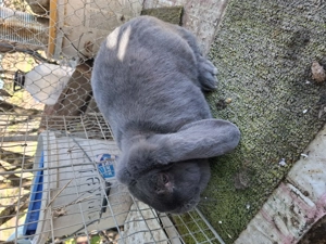 Berbec german. 2025 - imagine 4