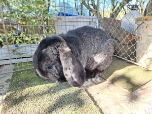 Berbec german. 2025 - imagine 5