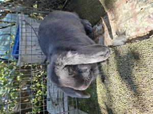 Berbec german. 2025 - imagine 3