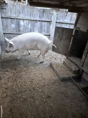 porc de vanzare