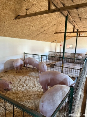 vand porci  - imagine 2