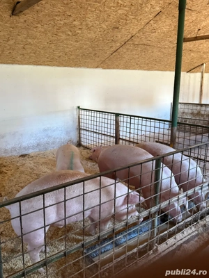 vand porci  - imagine 4