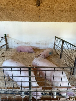 vand porci  - imagine 3