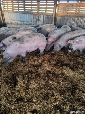 Vând porci MARI  - imagine 5