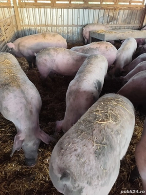 Vând porci MARI  - imagine 3
