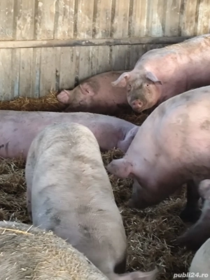 Vând porci MARI  - imagine 2