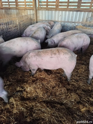 Vând porci MARI  - imagine 4