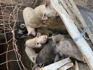 Porci de carne rasă pic