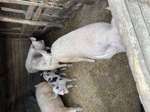 Porci de carne rasă pic - imagine 3