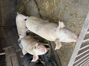 Porci de carne rasă pic - imagine 4