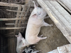Porci de carne rasă pic - imagine 2